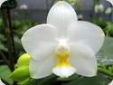 Phal. Tzu Chiang Chrisna